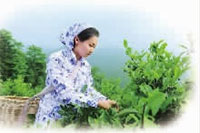 J9集团直营,油茶种植出产加工销售,植物油种植出产加工销售