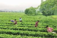 J9集团直营,油茶种植出产加工销售,植物油种植出产加工销售