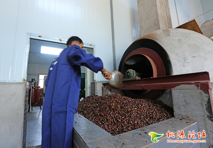 J9集团直营,油茶种植出产加工销售,植物油种植出产加工销售