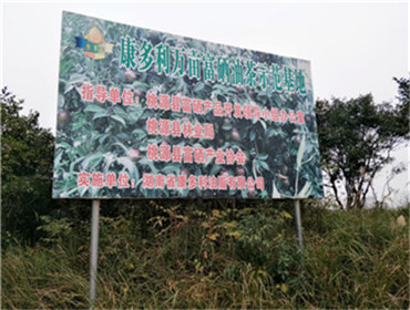 J9集团直营,油茶种植出产加工销售,植物油种植出产加工销售