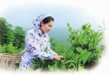 J9集团直营,油茶种植出产加工销售,植物油种植出产加工销售