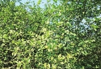 J9集团直营,油茶种植出产加工销售,植物油种植出产加工销售